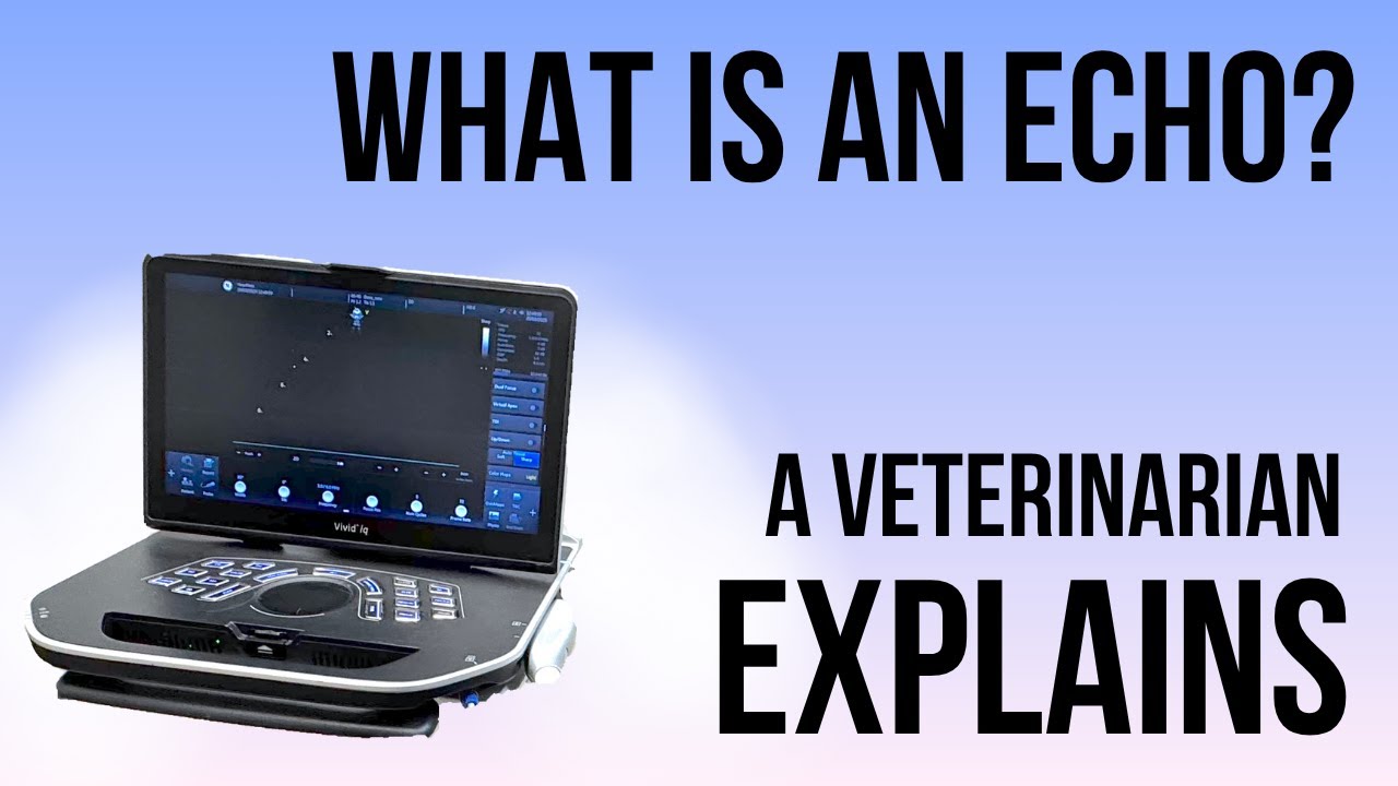 What Is An Echo? A Veterinary Cardiologist Explains.