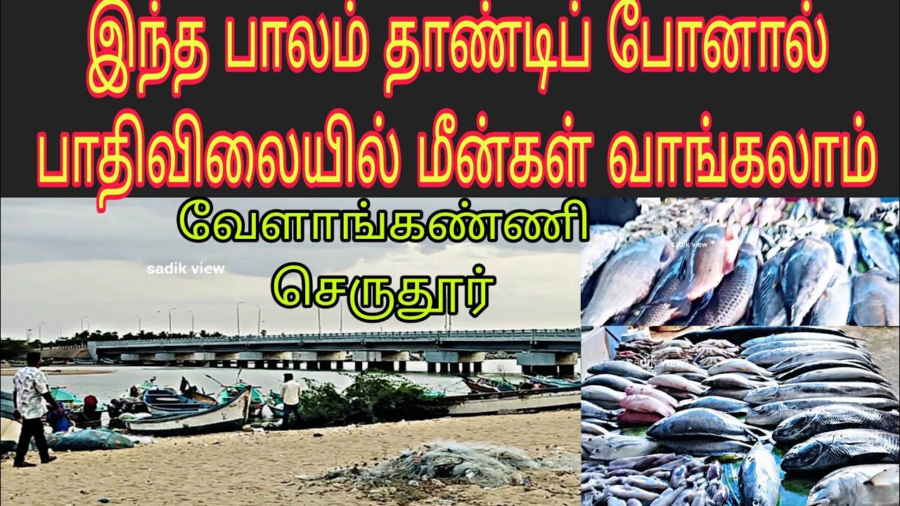 இவ்வளவு குறைந்த விலையில் மீன் கிடைக்குமா செருதூர் வேளாங்கண்ணி  #vlogintamil