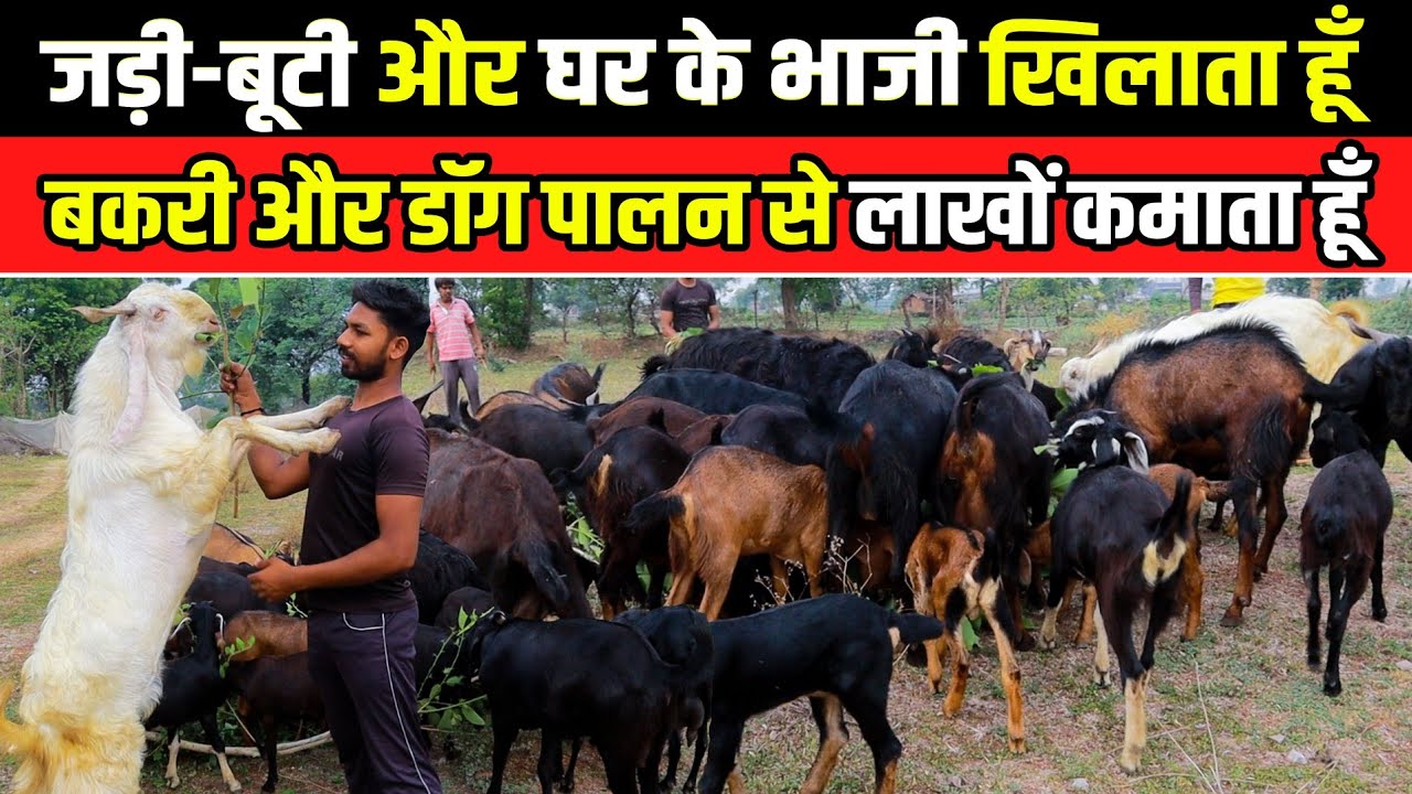 Deshi Bakri Palan & Dog Farming Cg।