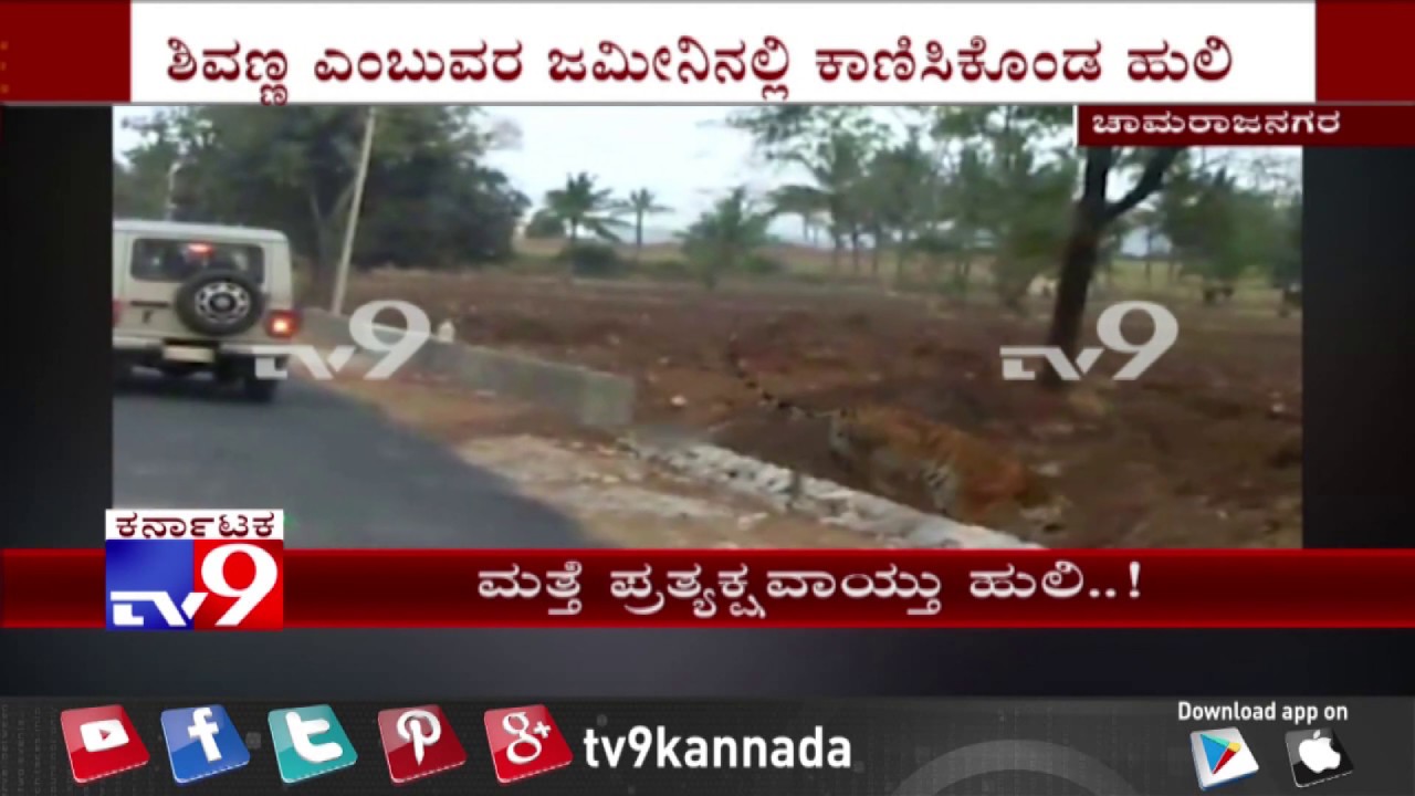 Tiger Spotted at Hangal Village in Chamarajanagar | Elephants Used to Capture