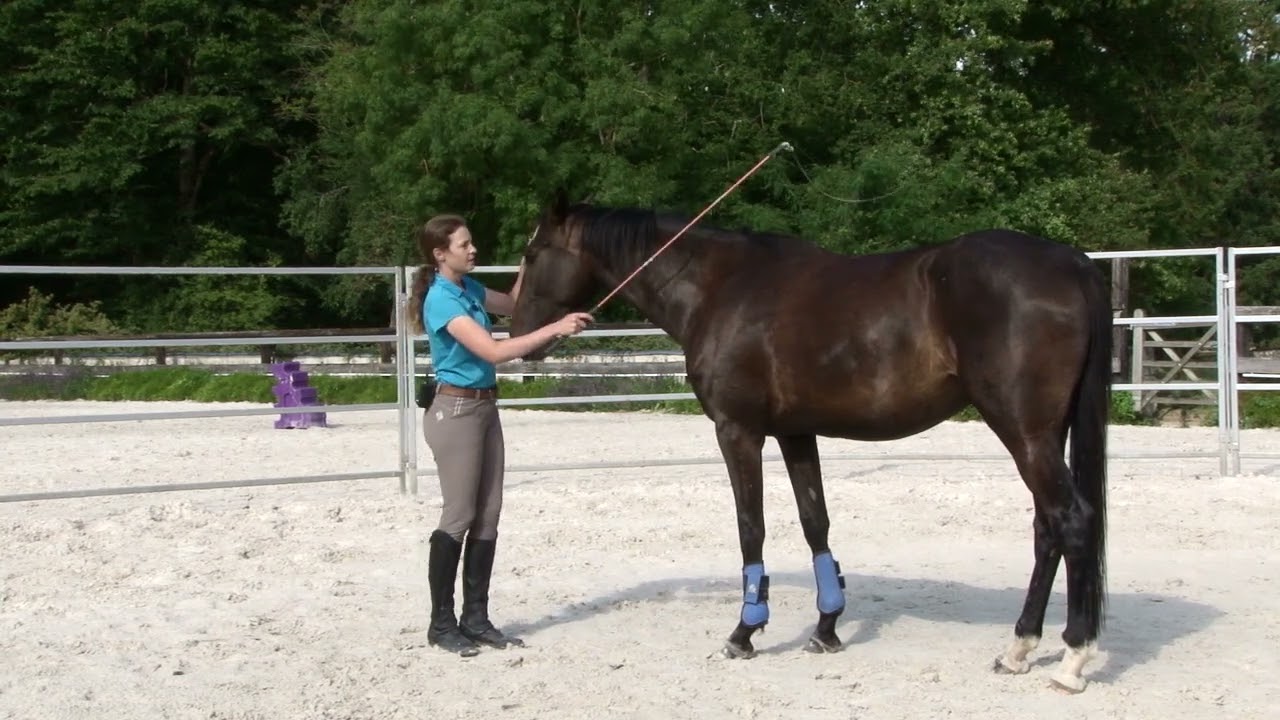 Fougita Session 01: Establish Connection and Overcome Fear of Fly Spray with Rescue Mare Fougita