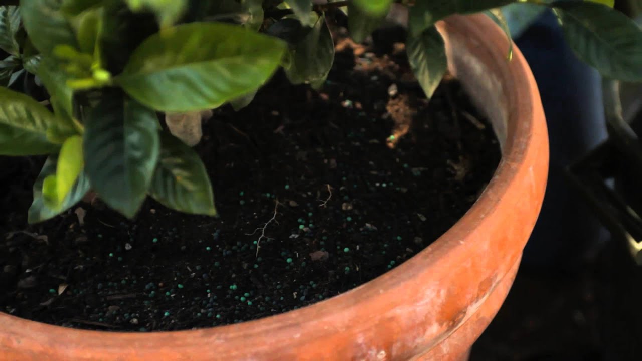 Советы по уходу за гарденией: Garden Savvy