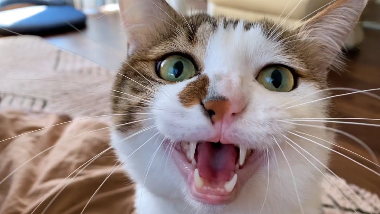 エースの最近の困った行動【あるはずのものが無くて戸惑う猫】