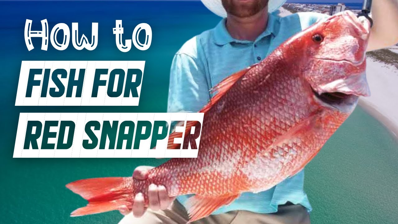 How and Where to catch Big Red Snapper for Beginners