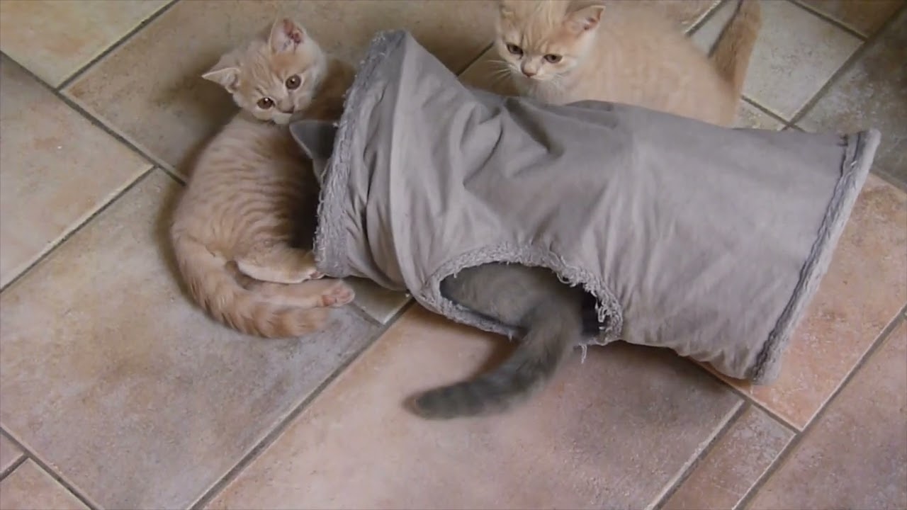 Kittens Jubelientje en Banksy 12 weken oud