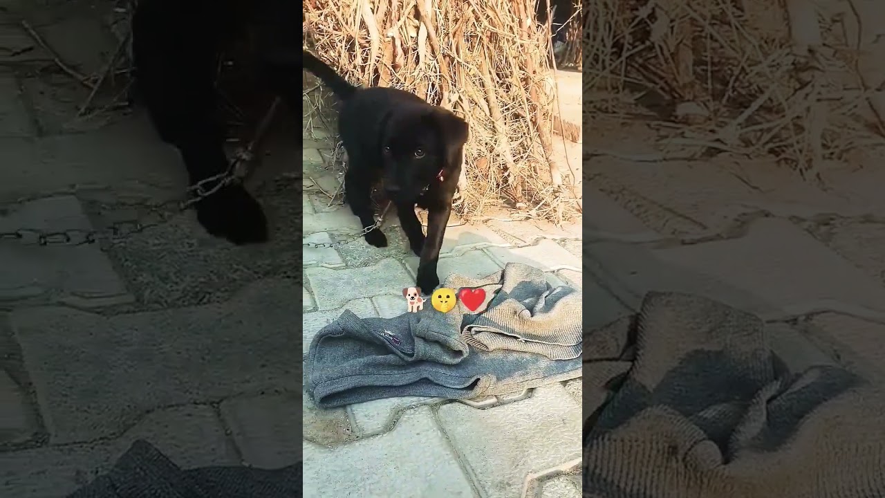Cute Labrador Puppy 🐕❤️🫶 