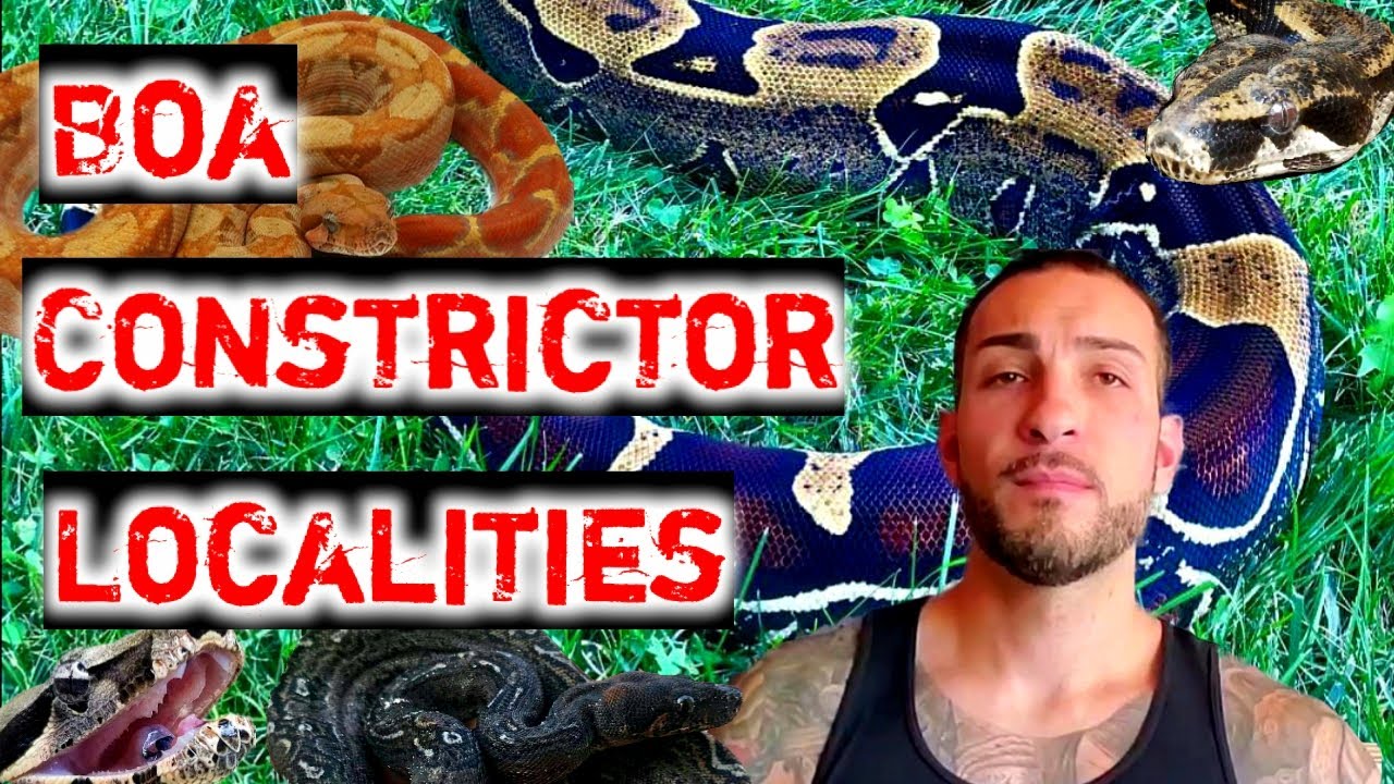 Boa Constrictor Localities with Many Examples and A MASSIVE BCC