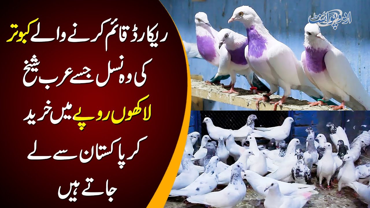 Famous Kabootar Baz From Khanewal | Watch How Many Types Of Pigeons He Has