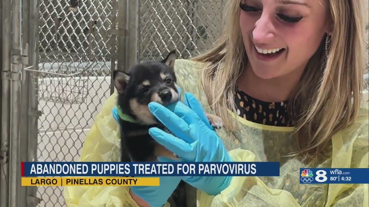 Abandoned puppies are being treated for Parvovirus, organizations calling on the community for help