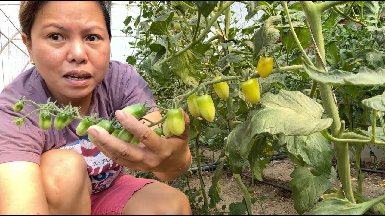 Novosti o našem plasteniku | Update on our greenhouse