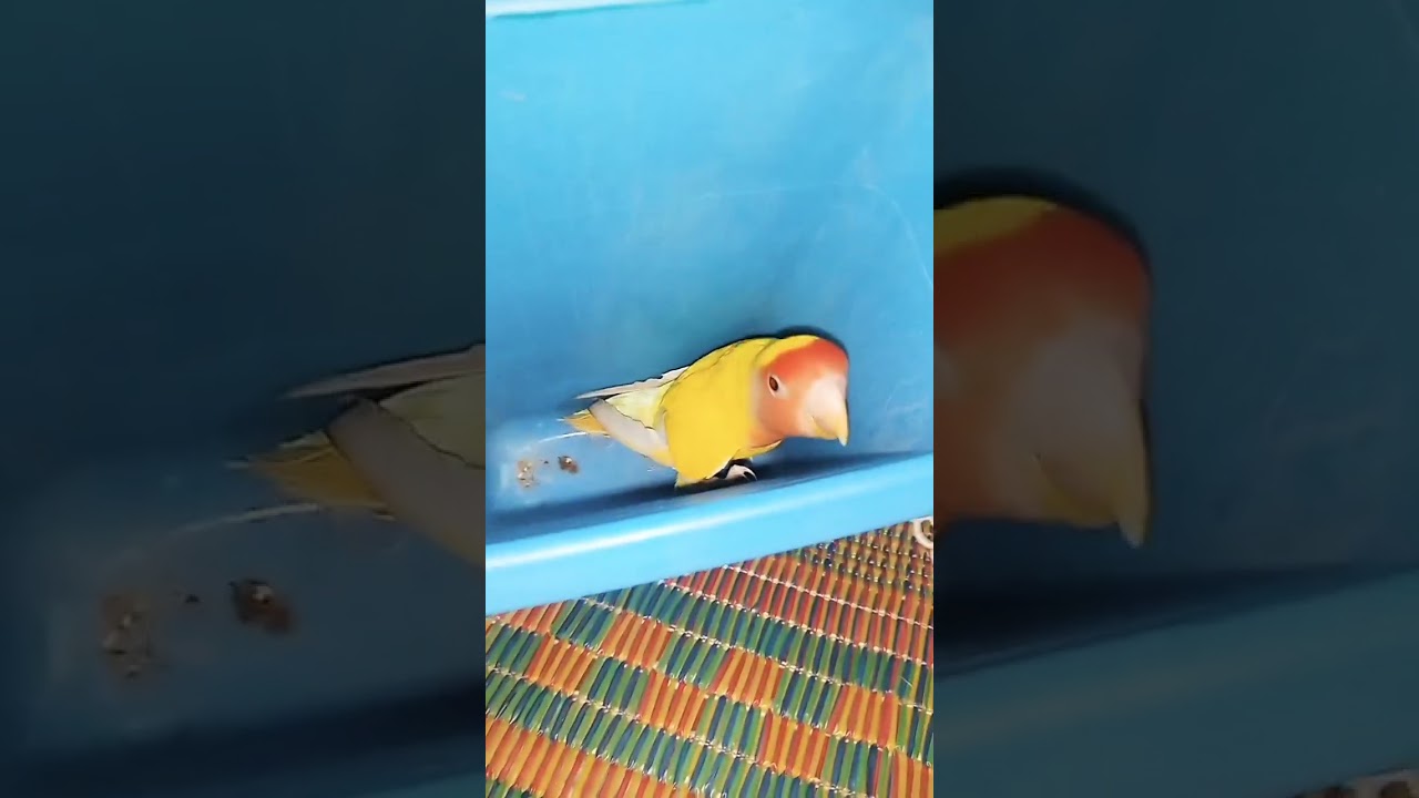 parrot funny video #youtubeshorts #daylife #viralvideo #funnyvideo