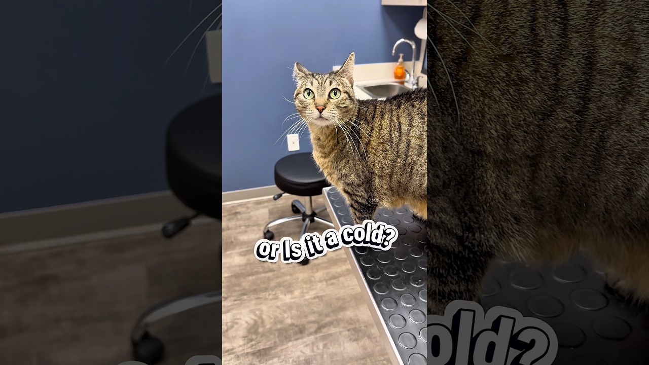 Is it allergies or is it a cold? 