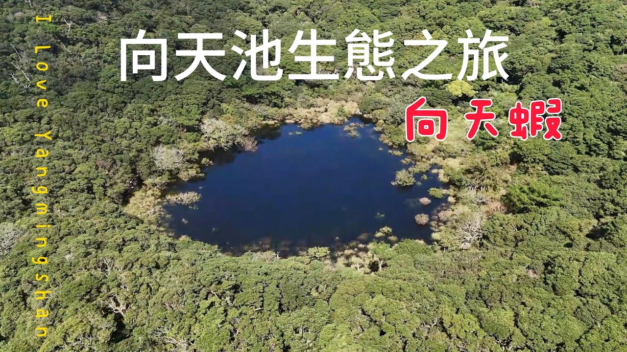 向天蝦真的可愛｜影片中空拍部份均已申請許可