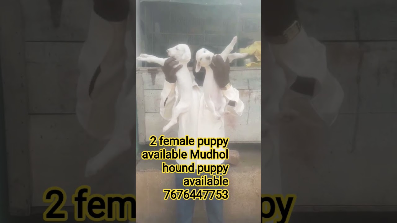 top quality Mudhol hound puppy available 