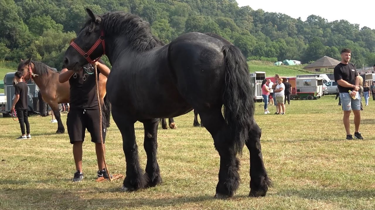 Targ expozitional de cai Bradu, Sibiu   Romania 20 Iulie 2024 Nou!!!