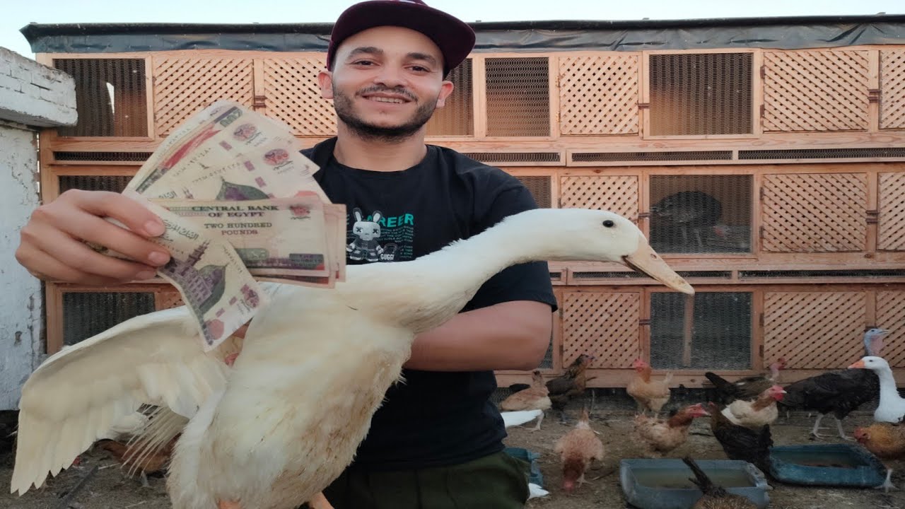 تكلفة مشروع مربح تسمين عشر بطات خلال شهرين من عمر يوم لحد البيع من حيث الاسعار والأرباح