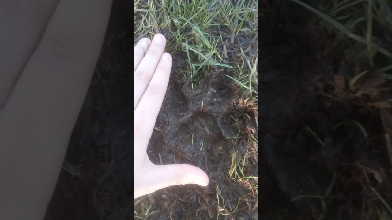 BIG CATS IN THE UK | Difference between dog and cat pawprints #bigcatsofbritain