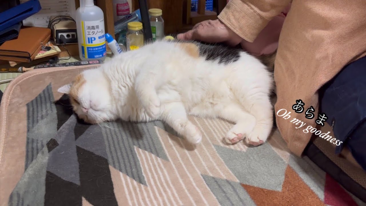 【三毛猫】ミケを迎えた時を思い出してしみじみ愛を語る父（2024年3月6日）
