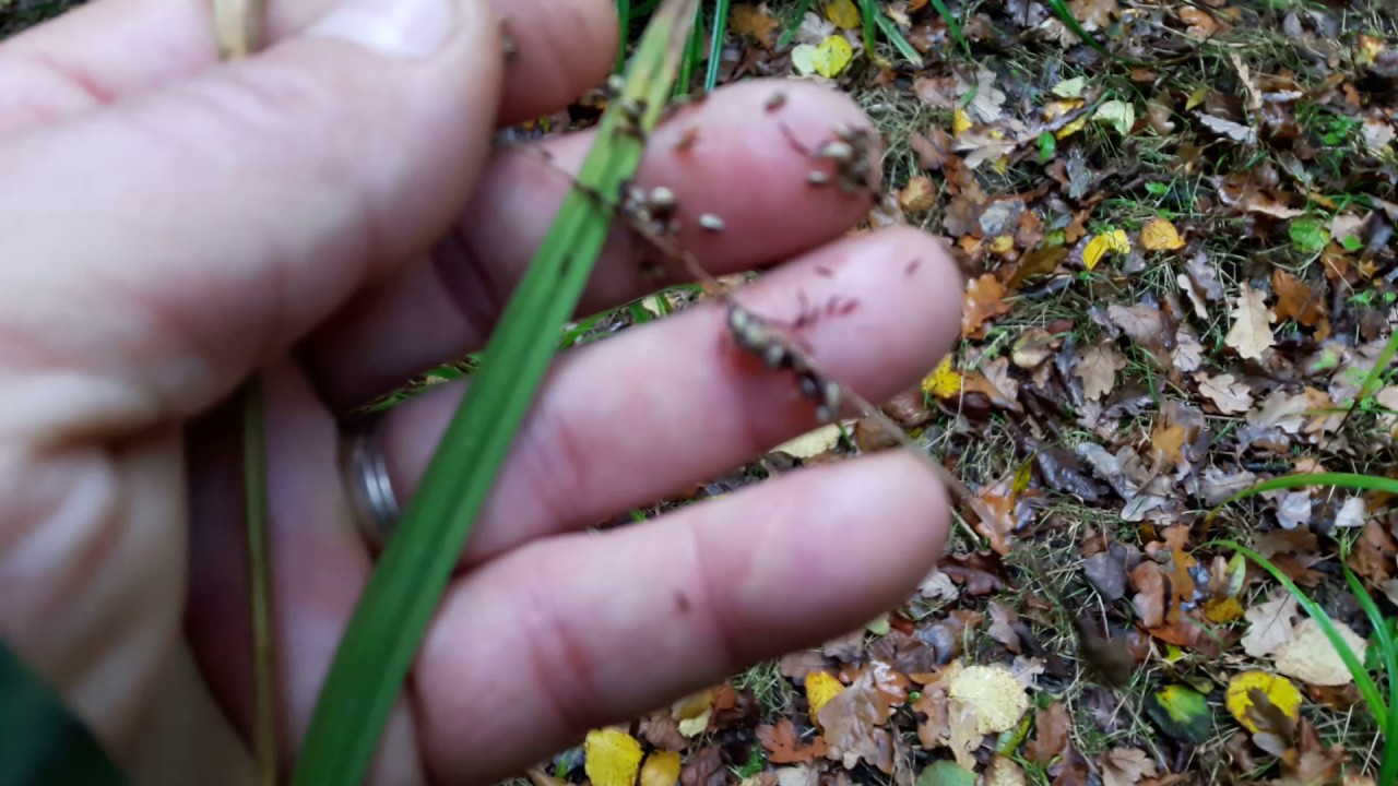 Sedge grass, a wild edible that can be turned into a rough flour for baking biscuits.