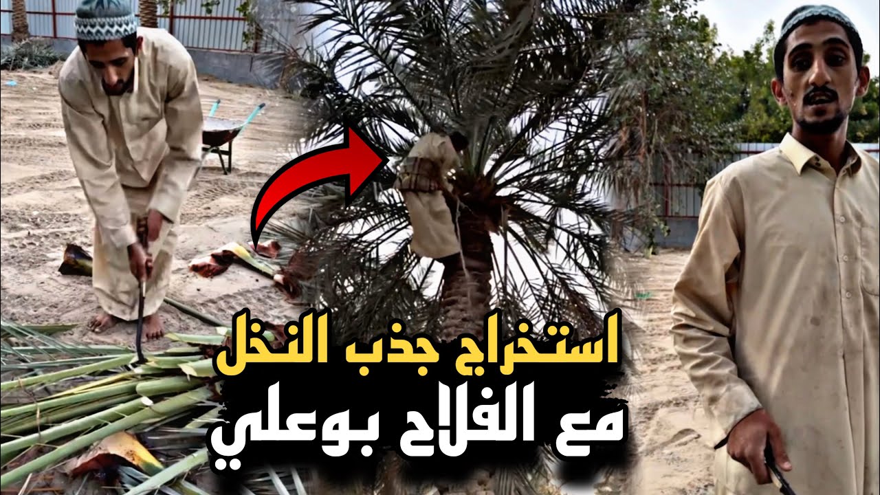 استخراج جذب النخيل مع الفلاح بوعلي 😍🔥 | سنابات حسين البقشي | علي الشهابي | بوحسين الحساوي