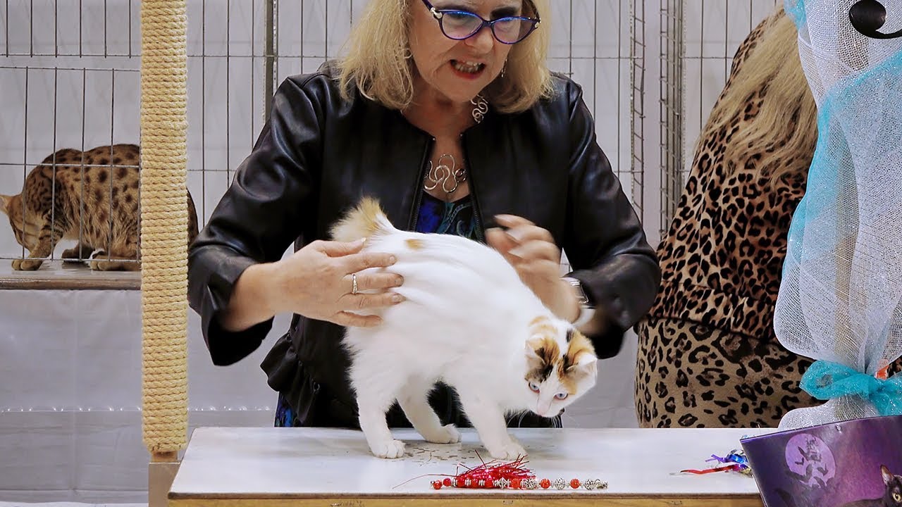 CFA International Show 2018 - Japanese Bobtail kitten class judging