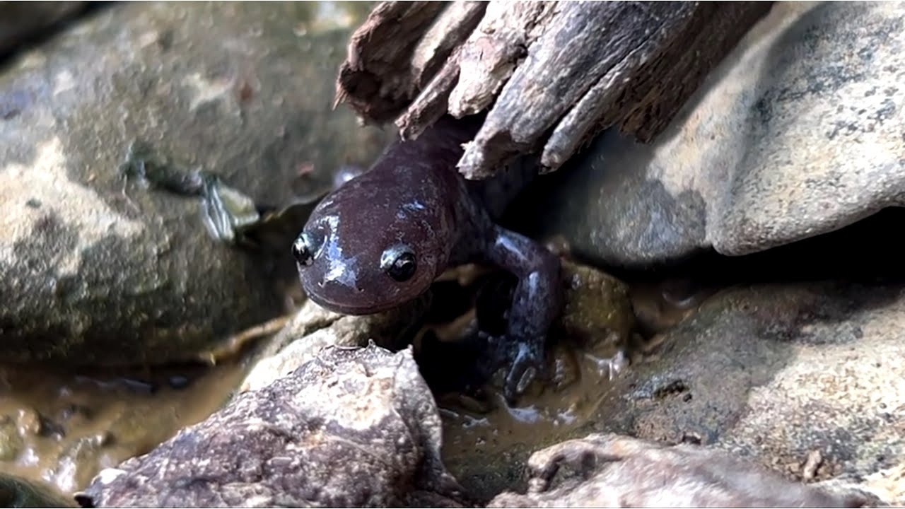 Streamside Salamander!