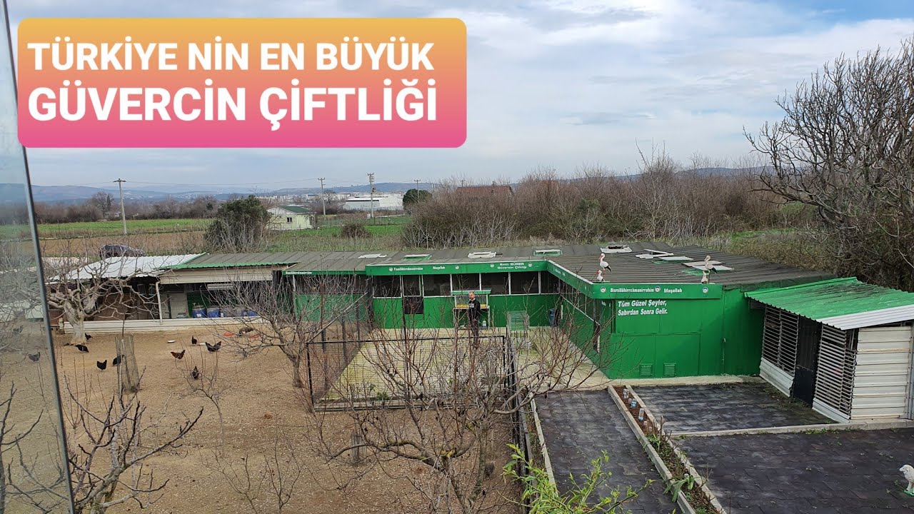 EMİN SÜRER GÜVERCİN ÇİFTLİĞİNDEYİZ  1.BÖLÜM ASLANBAŞ  KARAKUYRUK