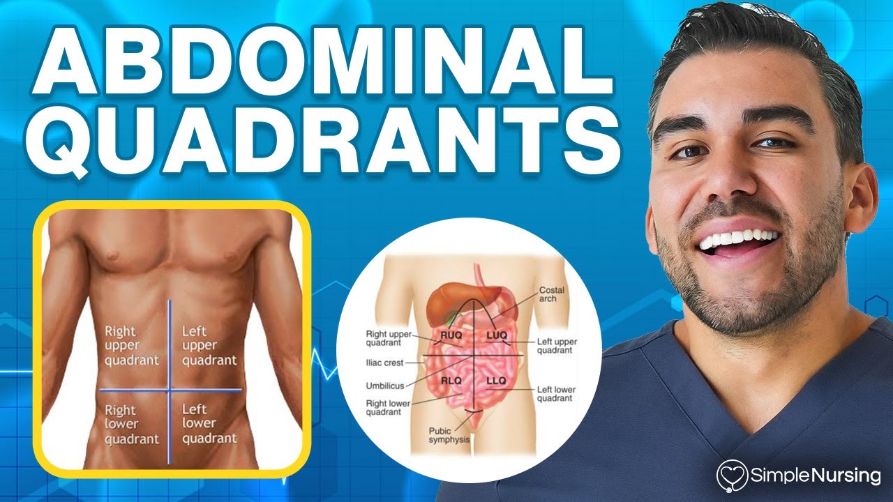 Abdominal Quadrants & Regions Explained: Know Which Organs Are in Each Area