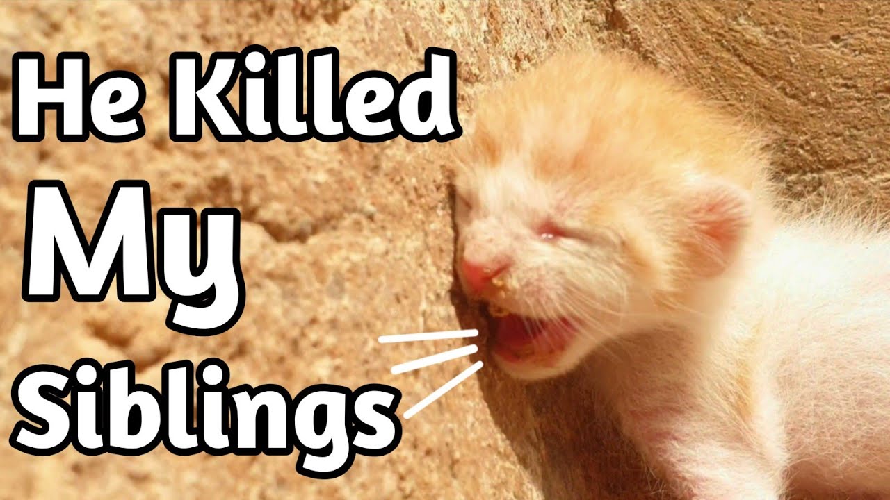 Saving a 5-Day-Old Kitten, Now Safe and Loved