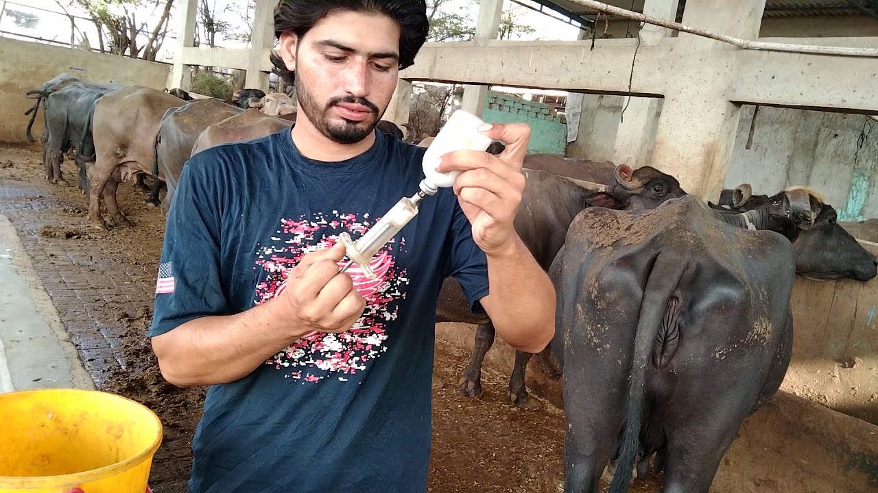buffalo fever checkup and treatment by veterinary doctor