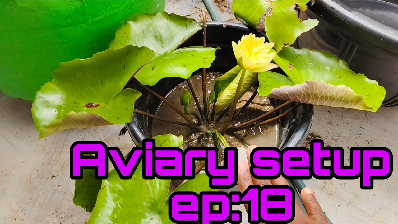 Aviary setup 18