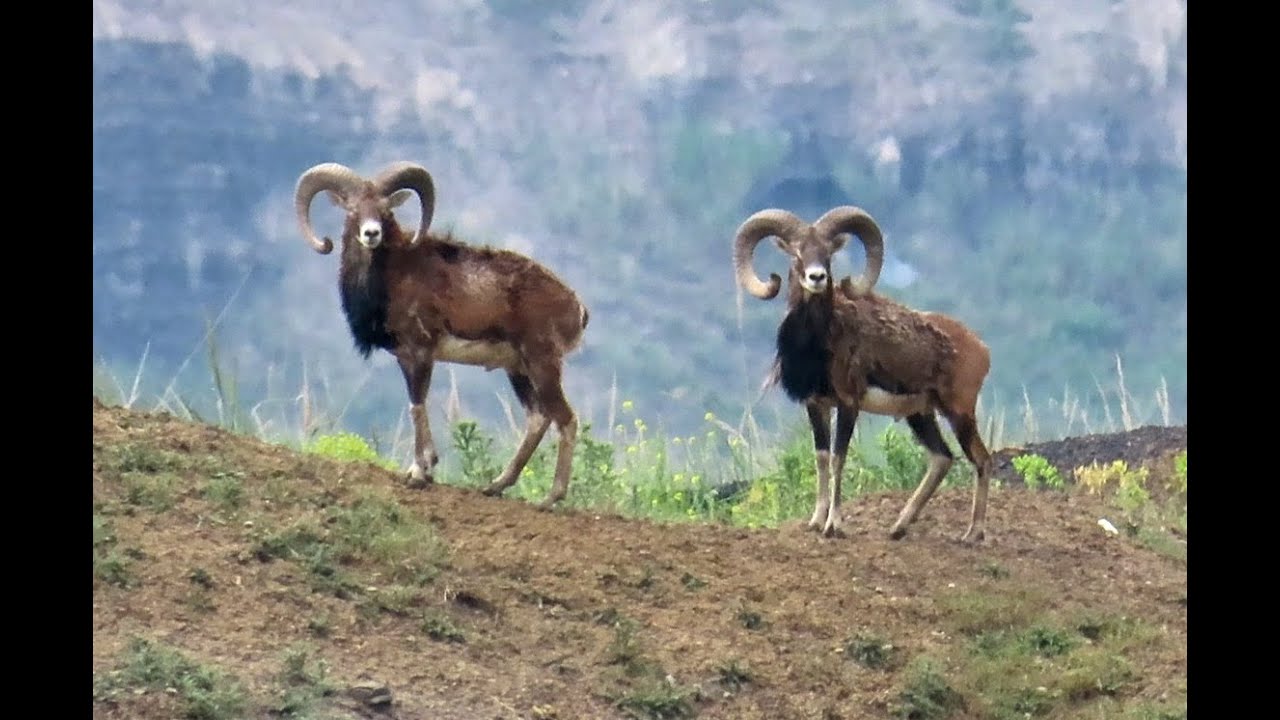 1051. Muflon evropský, European mouflon, Europäischer Mufflon, Европейский муфлон, Muflon