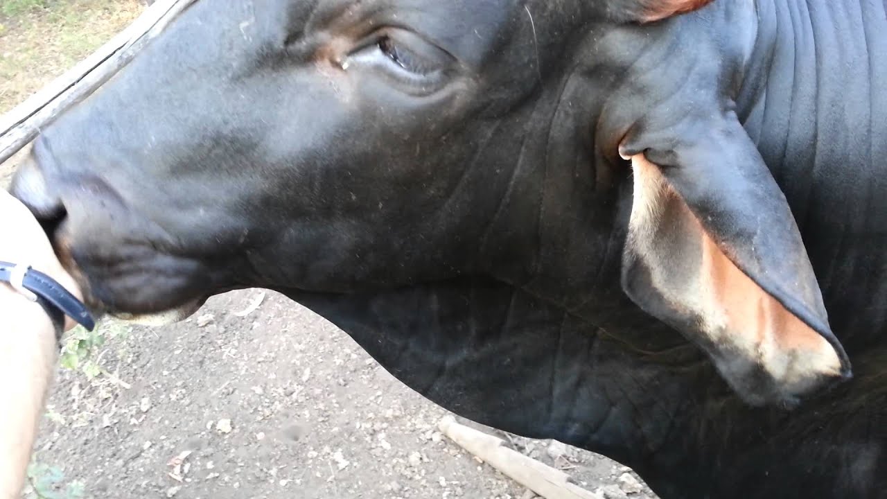 Ferdinan Our Tongue Licking Bull