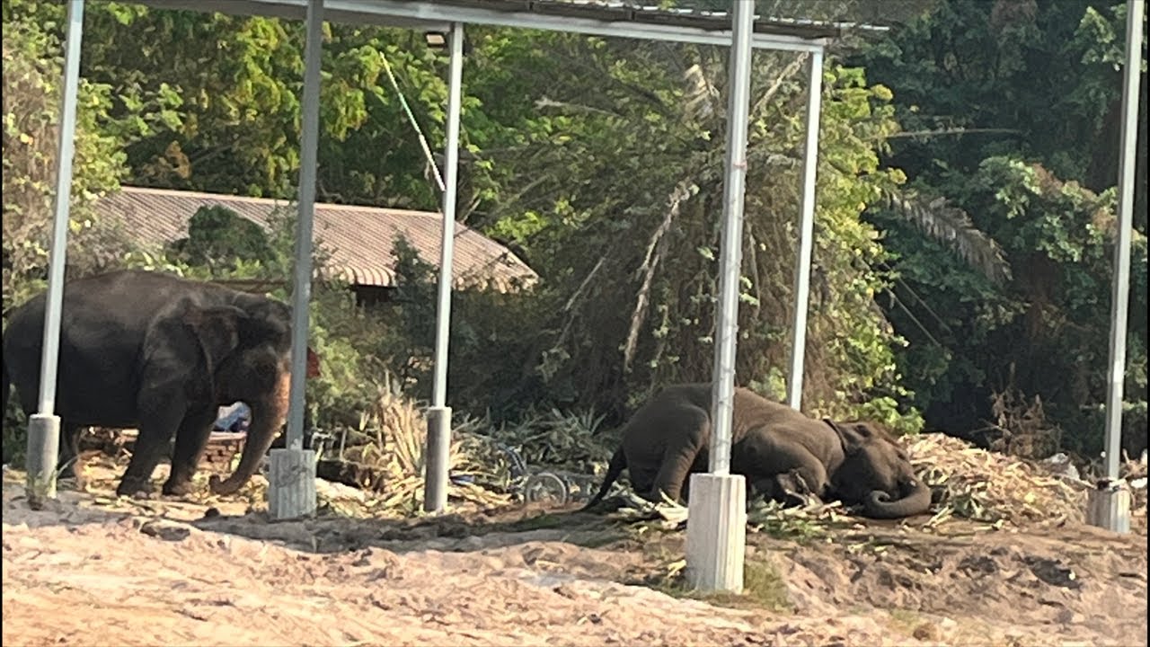 อาการน้องขวัญใจ เป็นยังไงบ้าง🥰