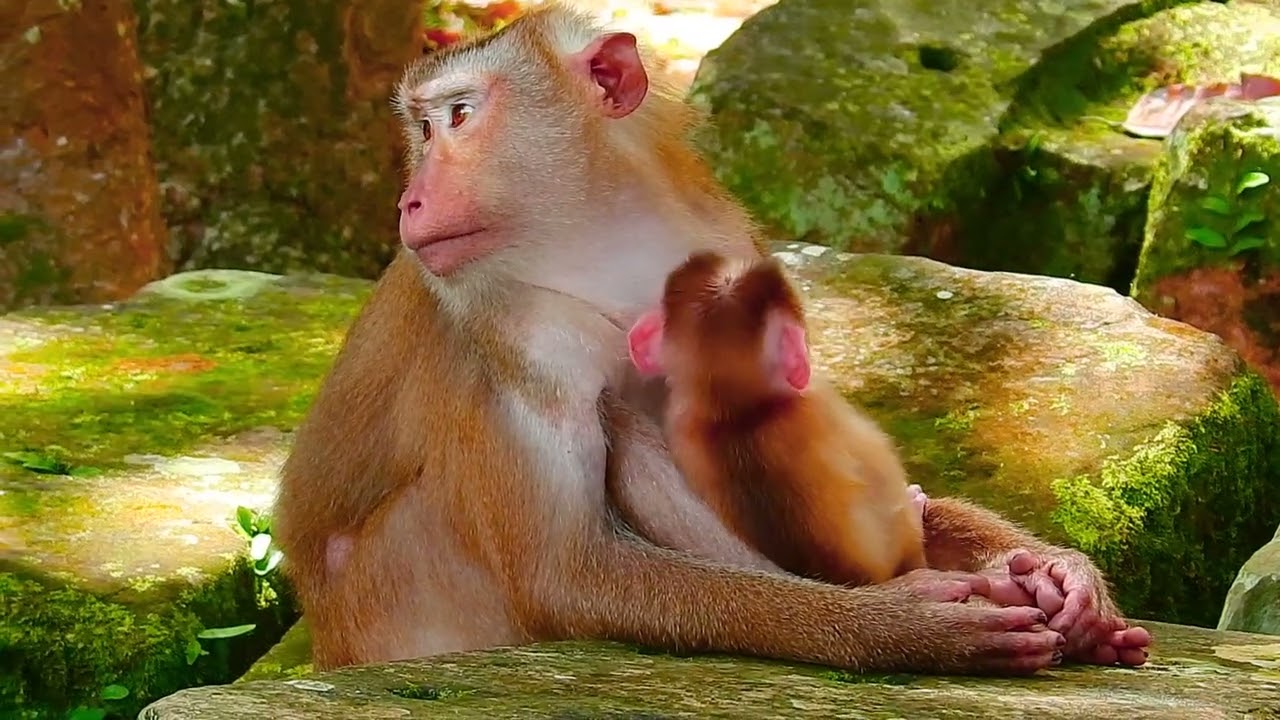 cute baby monkey2023 109