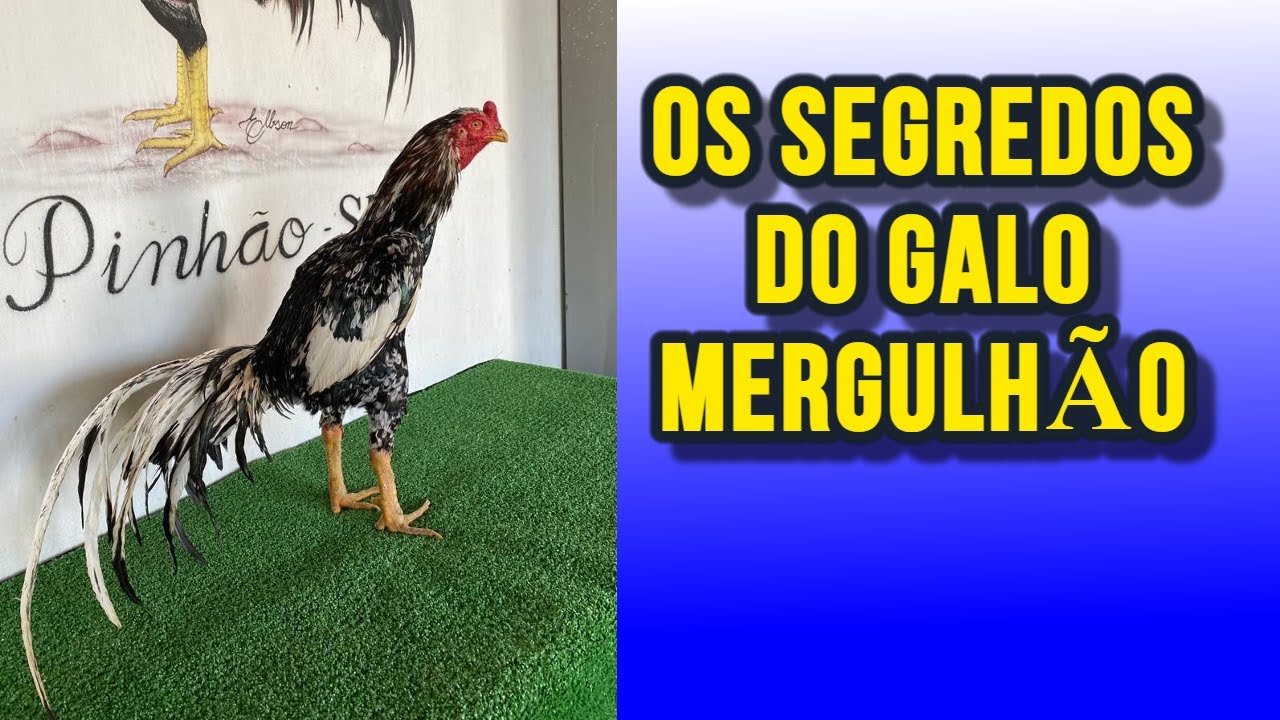 OS PONTOS FORTES E FRACOS DO GALO MERGULHÃO