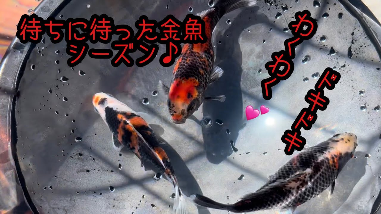 待ちに待った金魚シーズン🎵