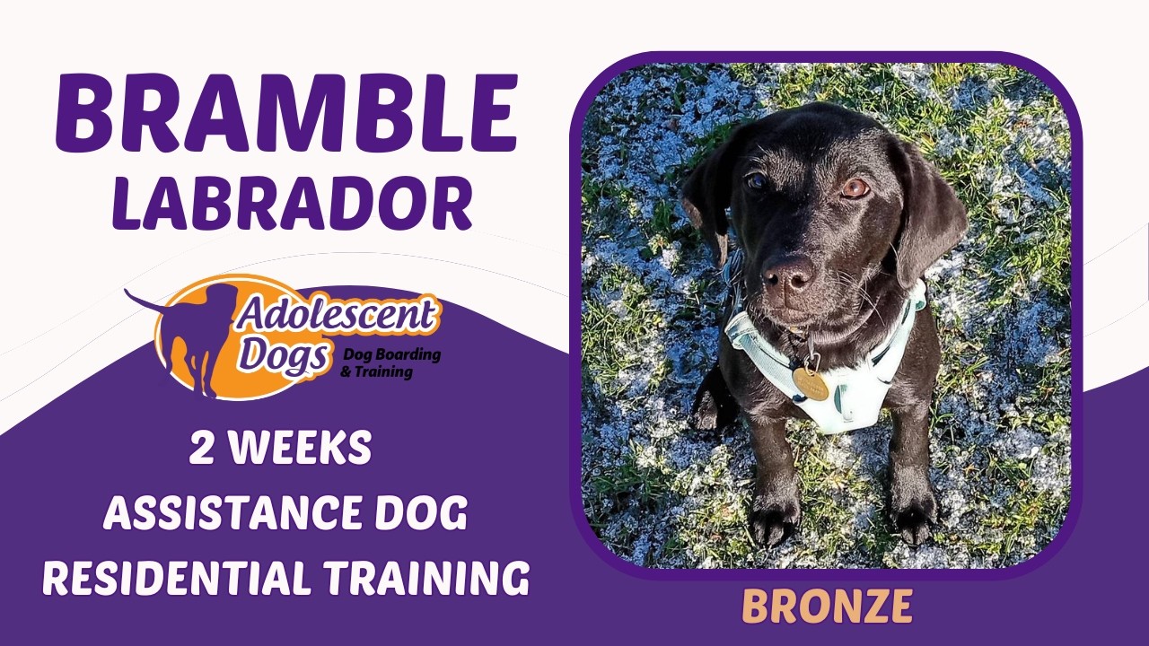 Bramble the Labrador Puppy | 2 Weeks Assistance Dog Residential Training