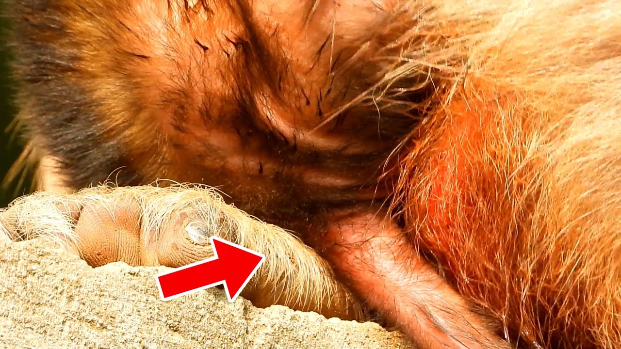 Very Pity Wildlife Monkey, Mom Helpy Tired Hug Baby Give Milk, Mom Helpy Very Tired After Give Birth