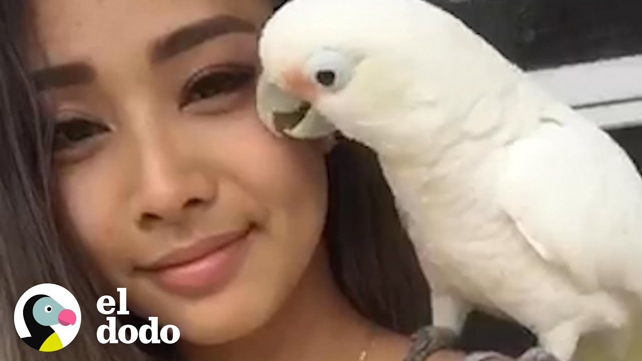 Cacatúa rescatada ama bailar con su mamá I El Dodo | El Dodo
