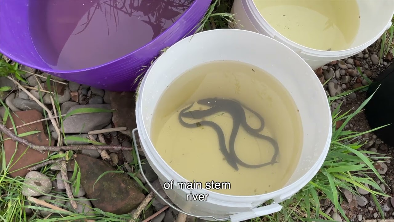 Critically endangered eels return to river