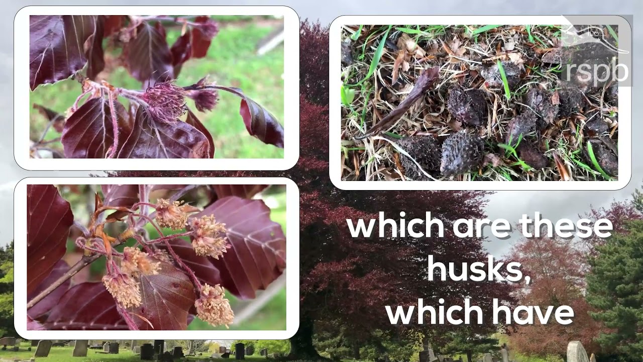 How to identify a cooper beech tree