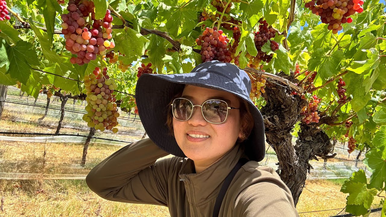Ngọc Linh Cuộc Sống Úc  is live Mùa nho Uc