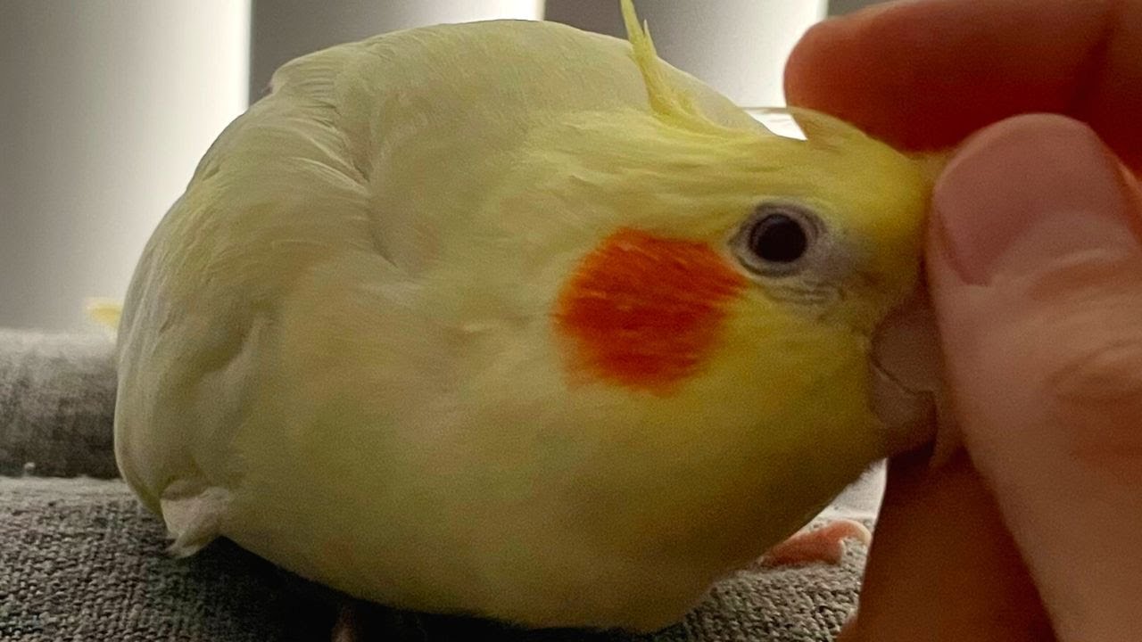 Cockatiel Gets Angry When Scritches Stop