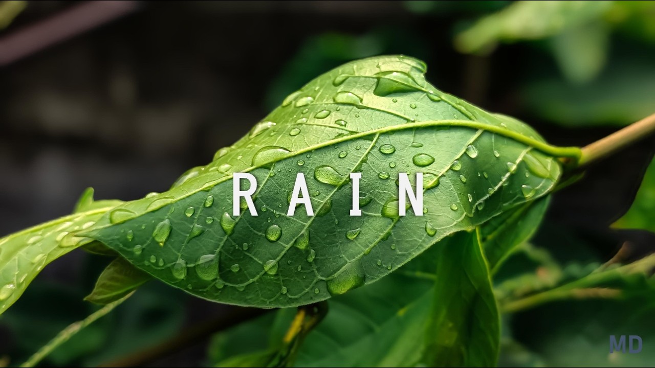 Black Screen Soft Rain for Stress Relief – 8 Hours | Calm Nature Ambience