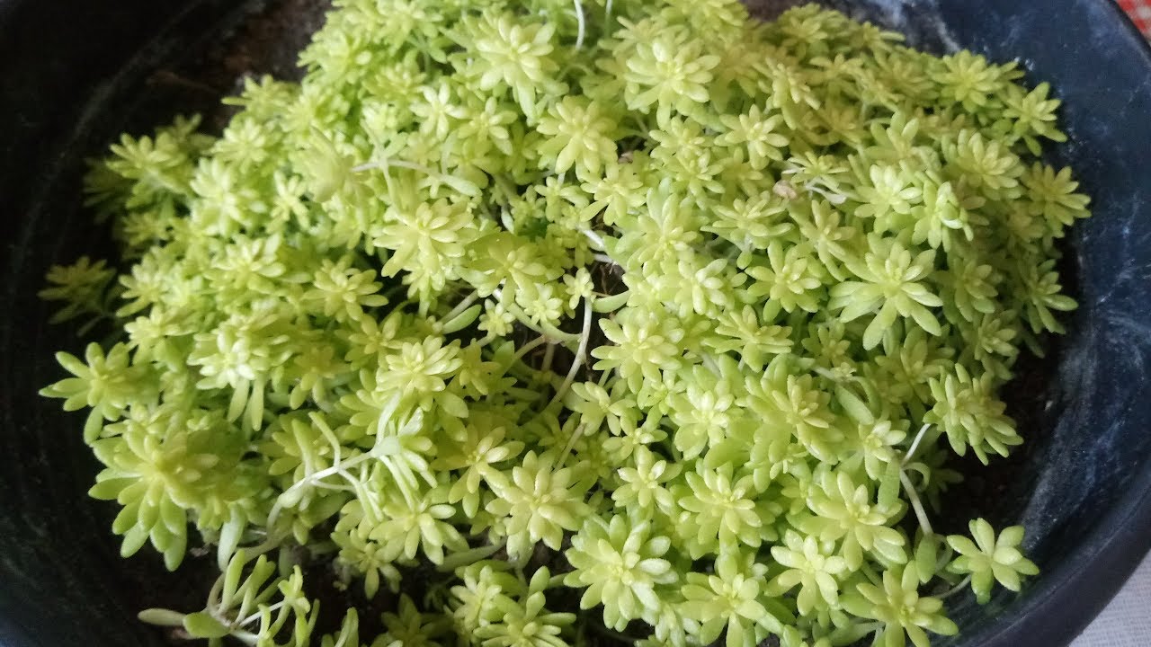 SUCULENTA SEDUM ORO - PLANTINHA LINDA E DELICADA.