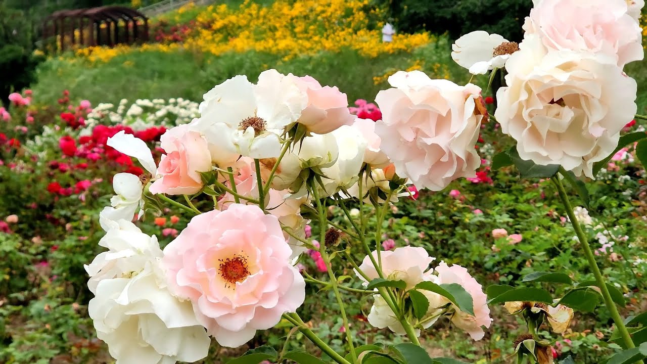 장미의 계절엔 안양천 장미도 화려하게 피어Season of Roses in Seoul