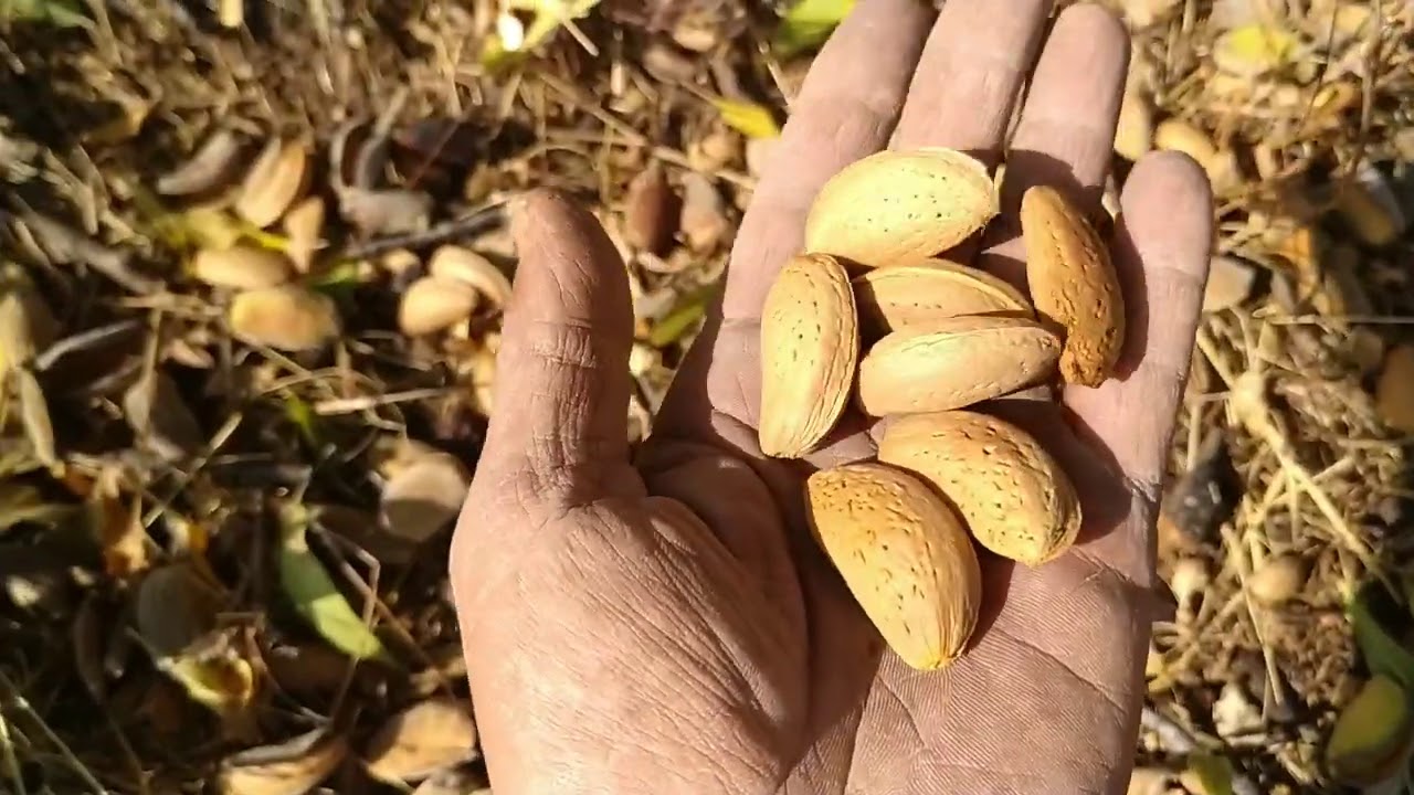 ACI BADEM#BITTER ALMONDS