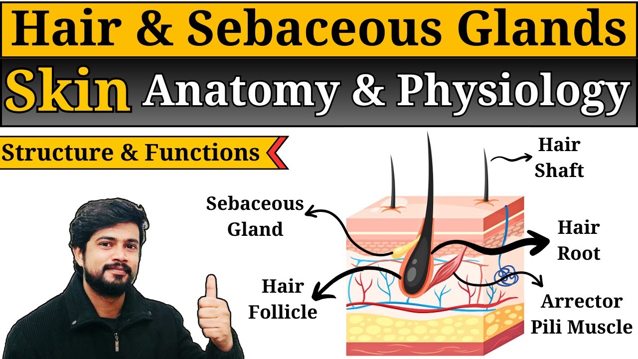 Skin - Hair and Sebaceous Gland Anatomy and Physiology || Integumentary System || Part 2 || Hindi