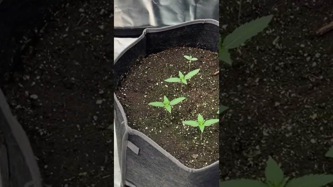 Seedling growth as of today! #gardening #homegrown #smallbatch #livingsoil #dharmainitiative